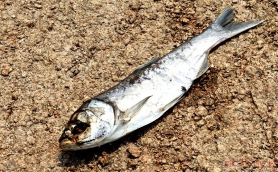 魚兒離不開水